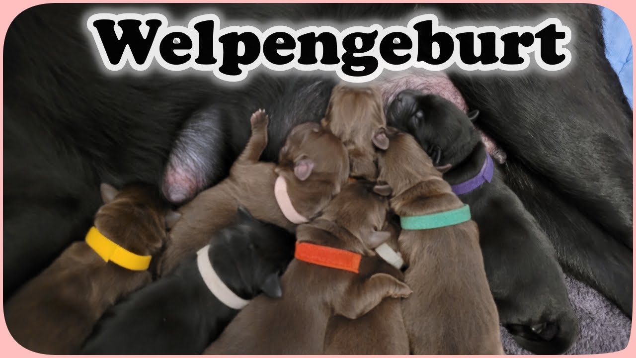 Unsere Welpengeburt | Labradorwelpen | Geburtsbericht | Nici