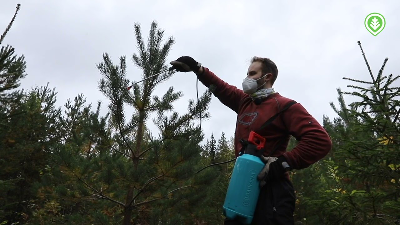 Lampaanrasvalla hirvi&auml; vastaan | Mets&auml;lehti