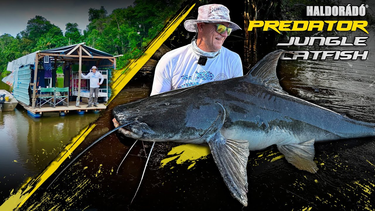 Döme Gábor - LEGENDÁS HARCSÁS VIZEKEN 7. rész - A dzsungel vad harcosai