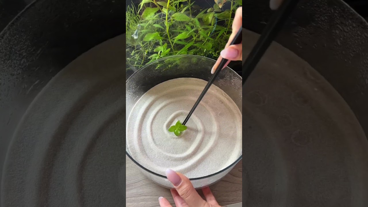 how i setup a self-sustaining moina culture! It has no mechanical filter,