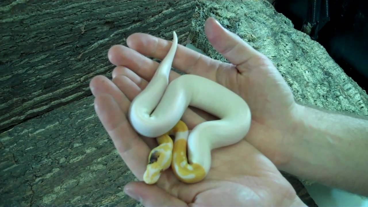 Albino Pied Paradox - Ball Python