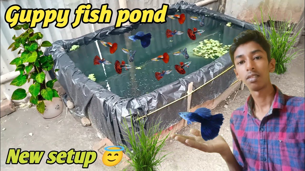 Guppy fish pond new setup 😄