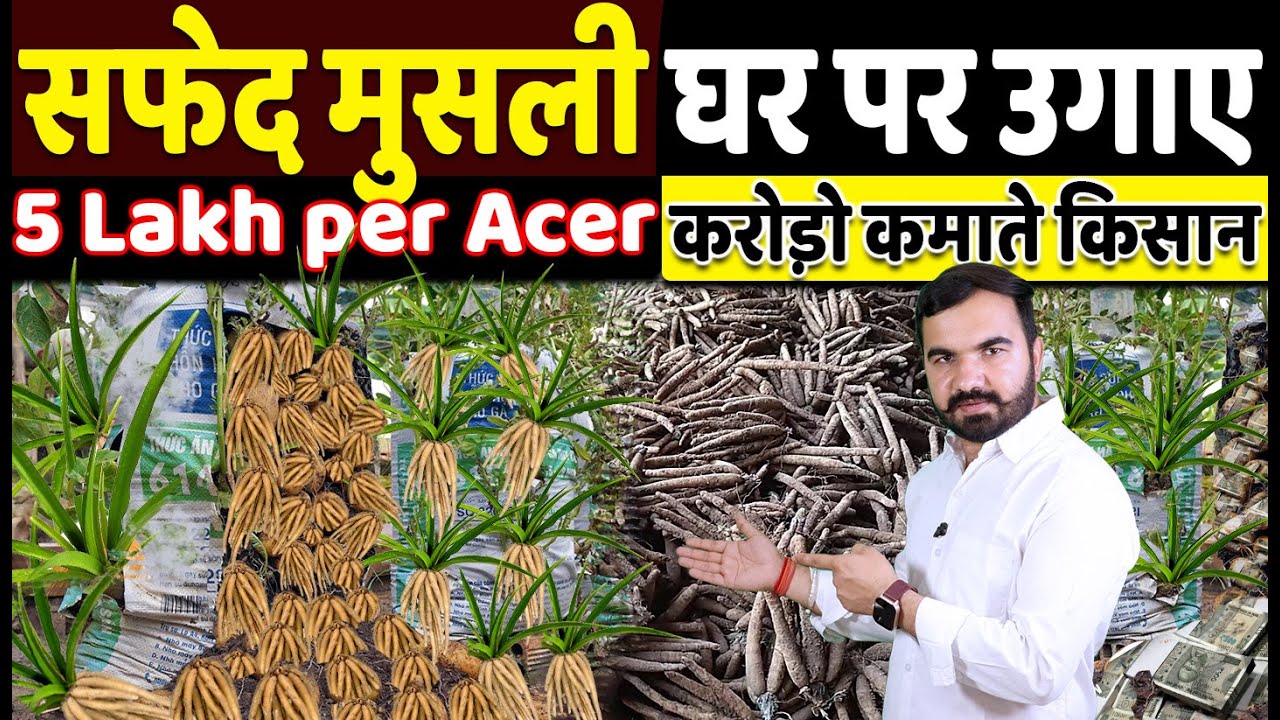 safed musli ki kheti | safed musli | safed musli ke fayade | safed musli plant #safedmusli musli