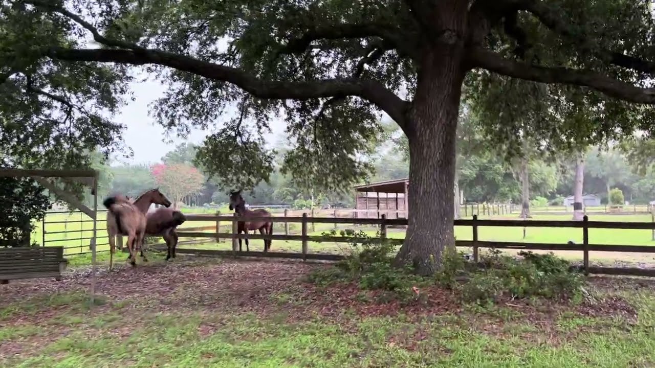 Mares Meeting a New (Mustang) Gelding