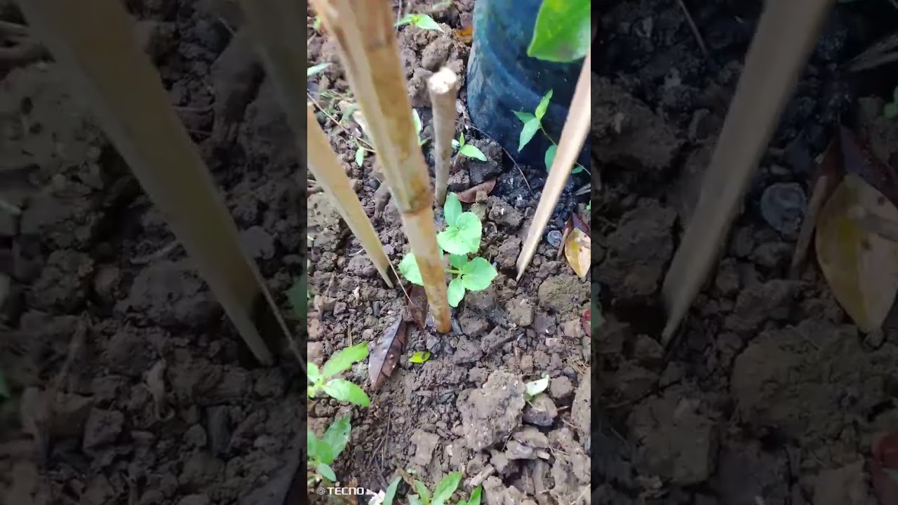 Bawas dahon pipino para bunga magtuloy@mike kadayovlog.