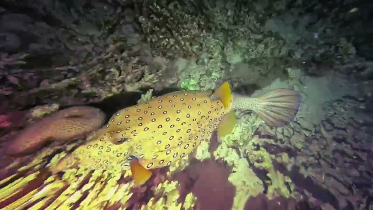 Night dive Marsa Alam Egypt Abu Dabbab house reef