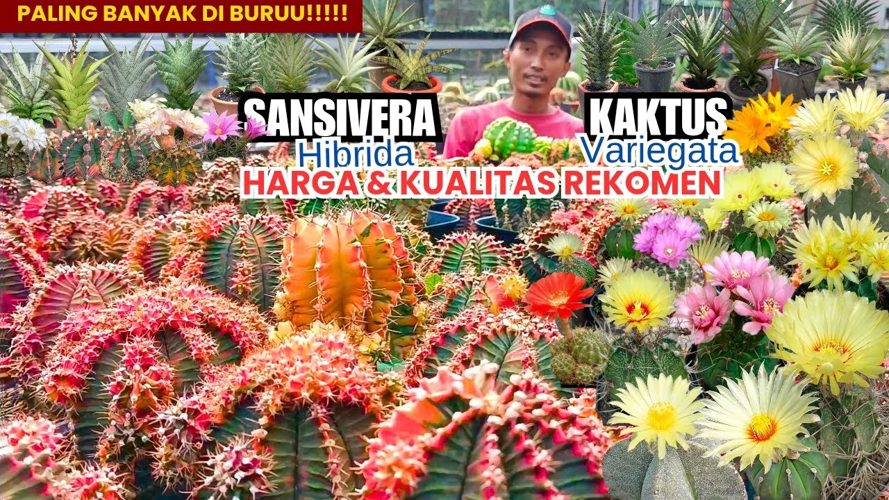 HARGA KAKTUS SUKULEN SANSIVERA TERBARU‼️DARI PETANI HARGA REKOMEN BANGET 