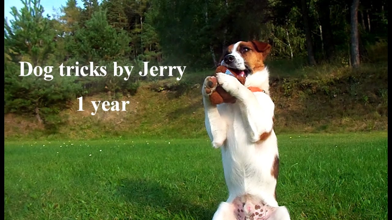 Dog tricks by Jerry - 1 year - the jack russell terrier