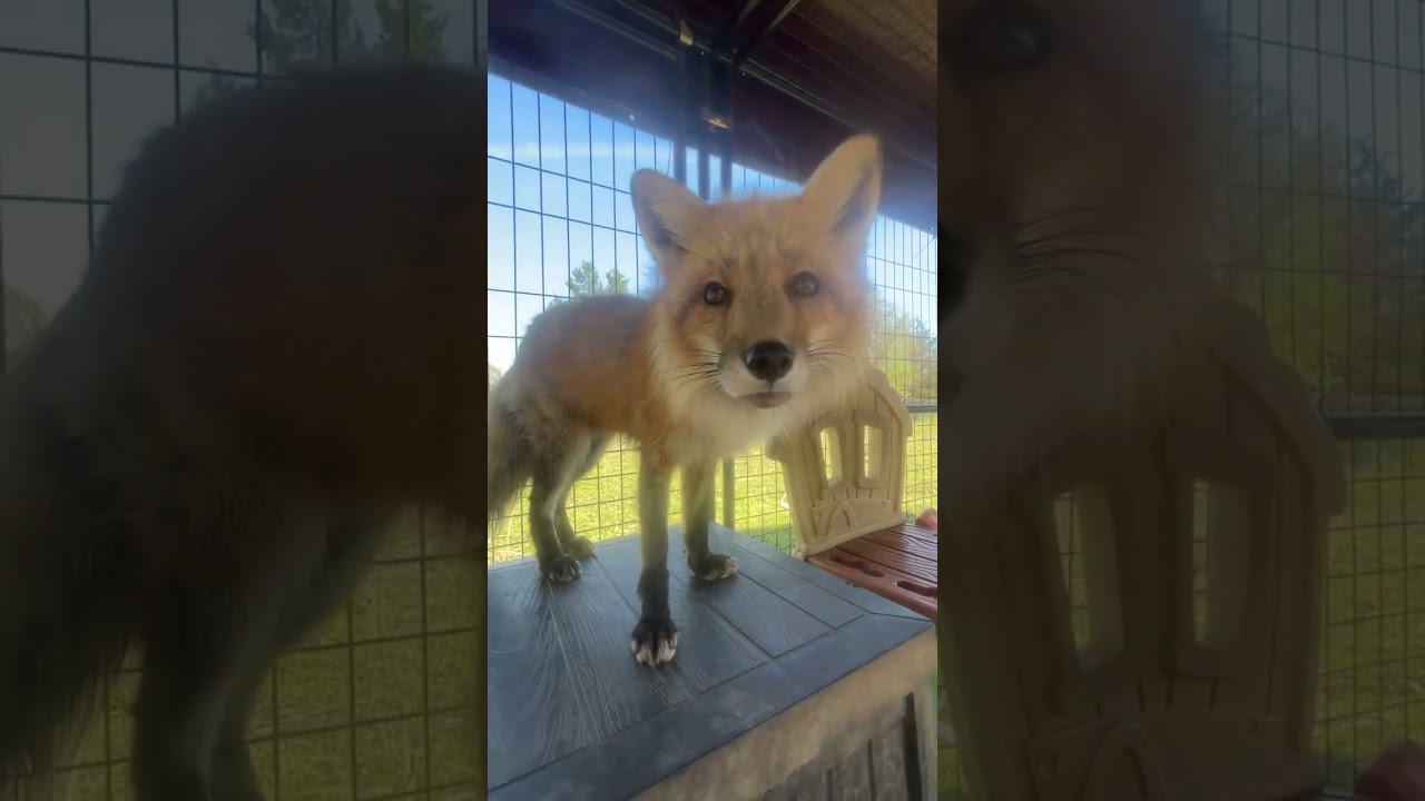 Lotsa lovins with Luca fox and friends 