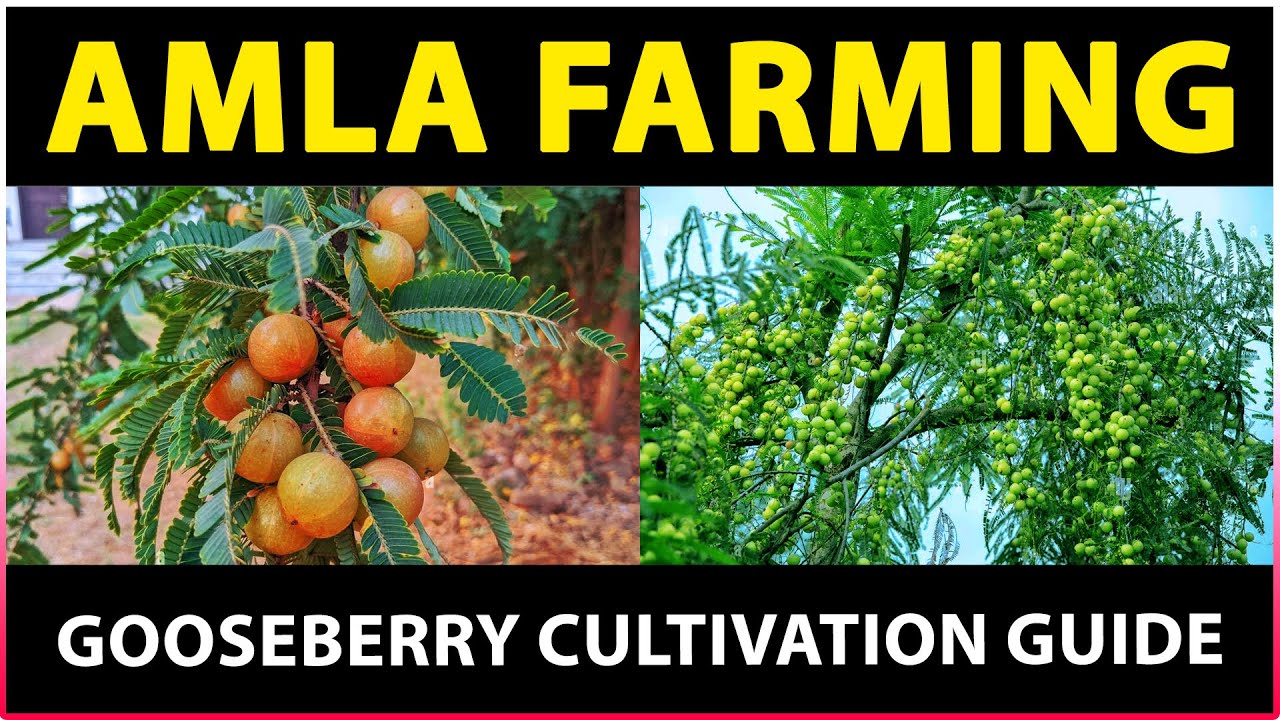 Gooseberry Farming (Amla Farming) - Complete Guide