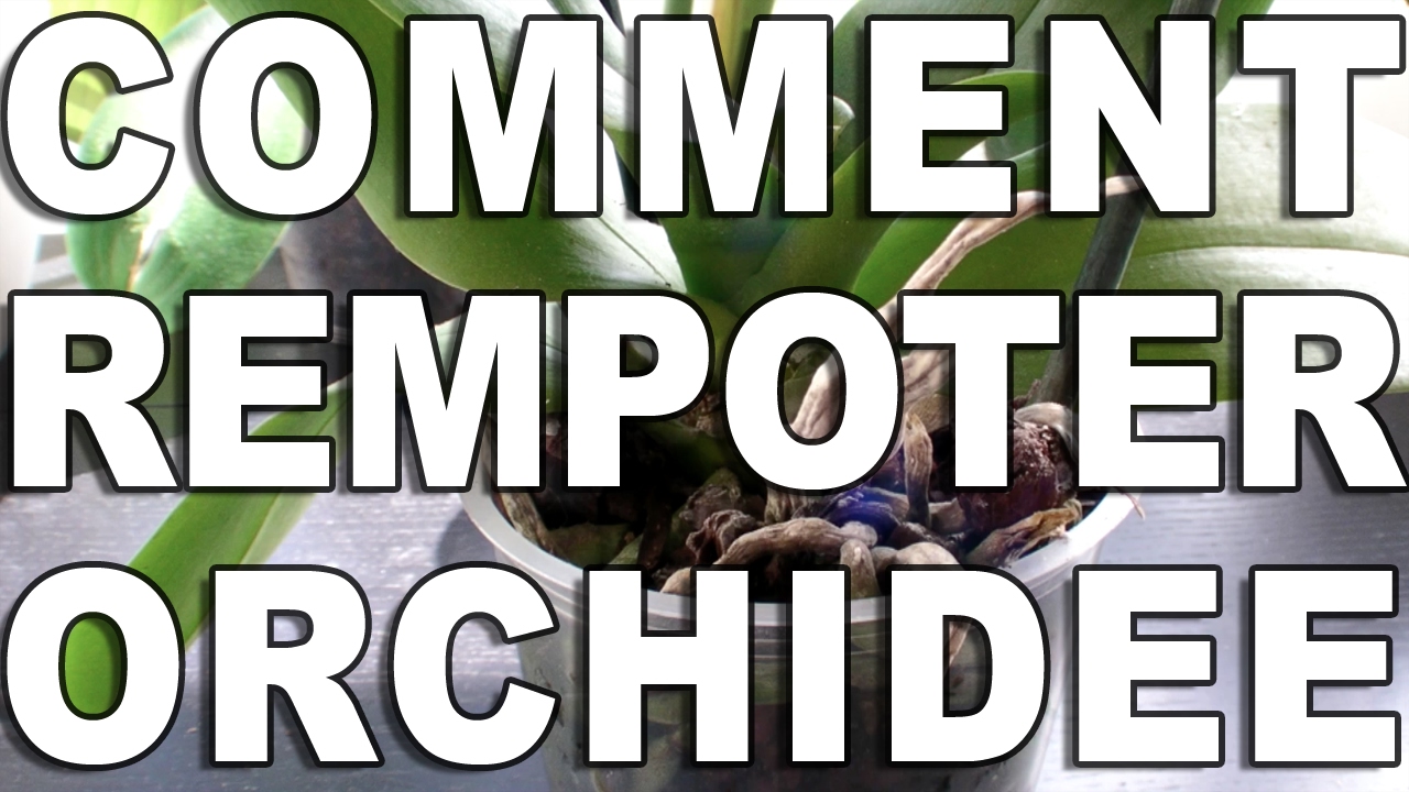 Comment rempoter son Orchidée