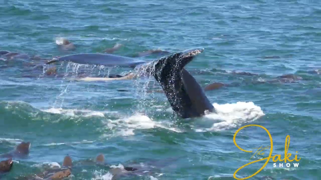 Mu Nyanja - Nkhani ya ma Orca