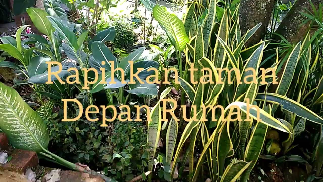 Rapihkan taman depan rumah #part4 #daily #tanamanhias #tamanterasrumah #@adenuryatman5670