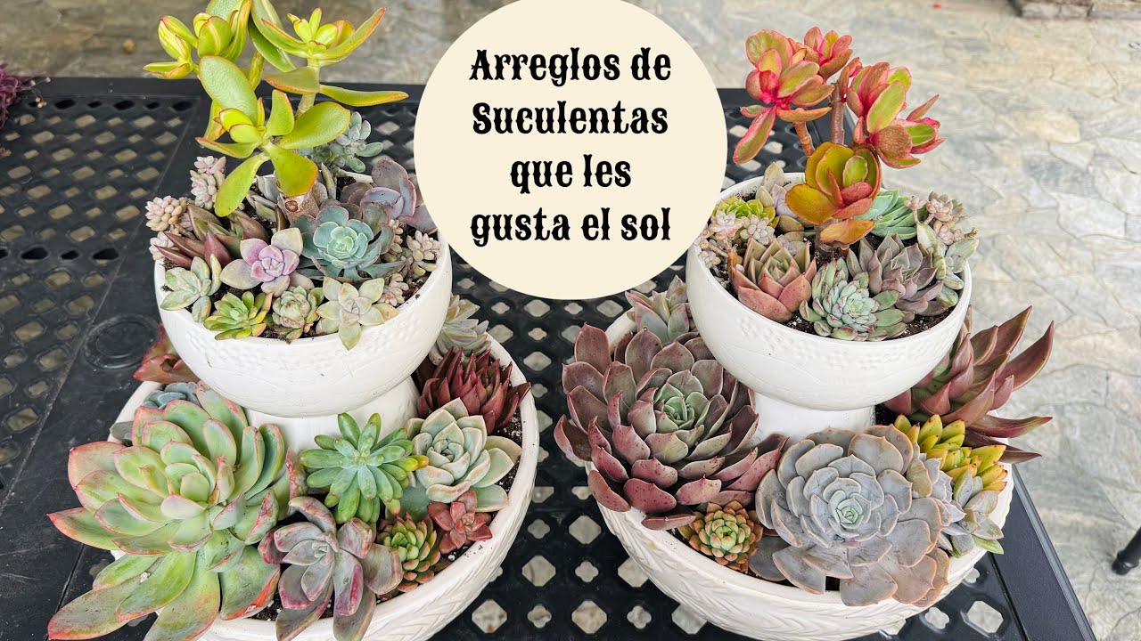 Arreglos de Suculentas con hermosos colores que les gusta el sol