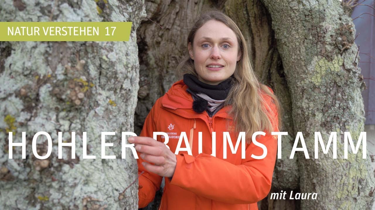 Hohle Bäume - Warum sich Bäume selbst Kompostieren? NATUR VERSTEHEN