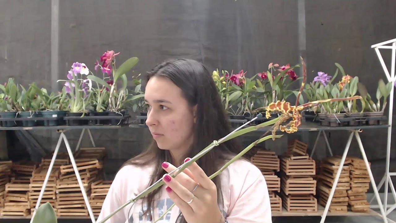 LIVE DE VENDAS DE ORQUIDEAS