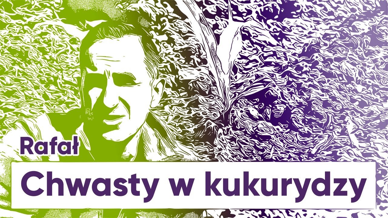 Sposób na CHWASTY w KUKURYDZY | e-pole do popisu #20