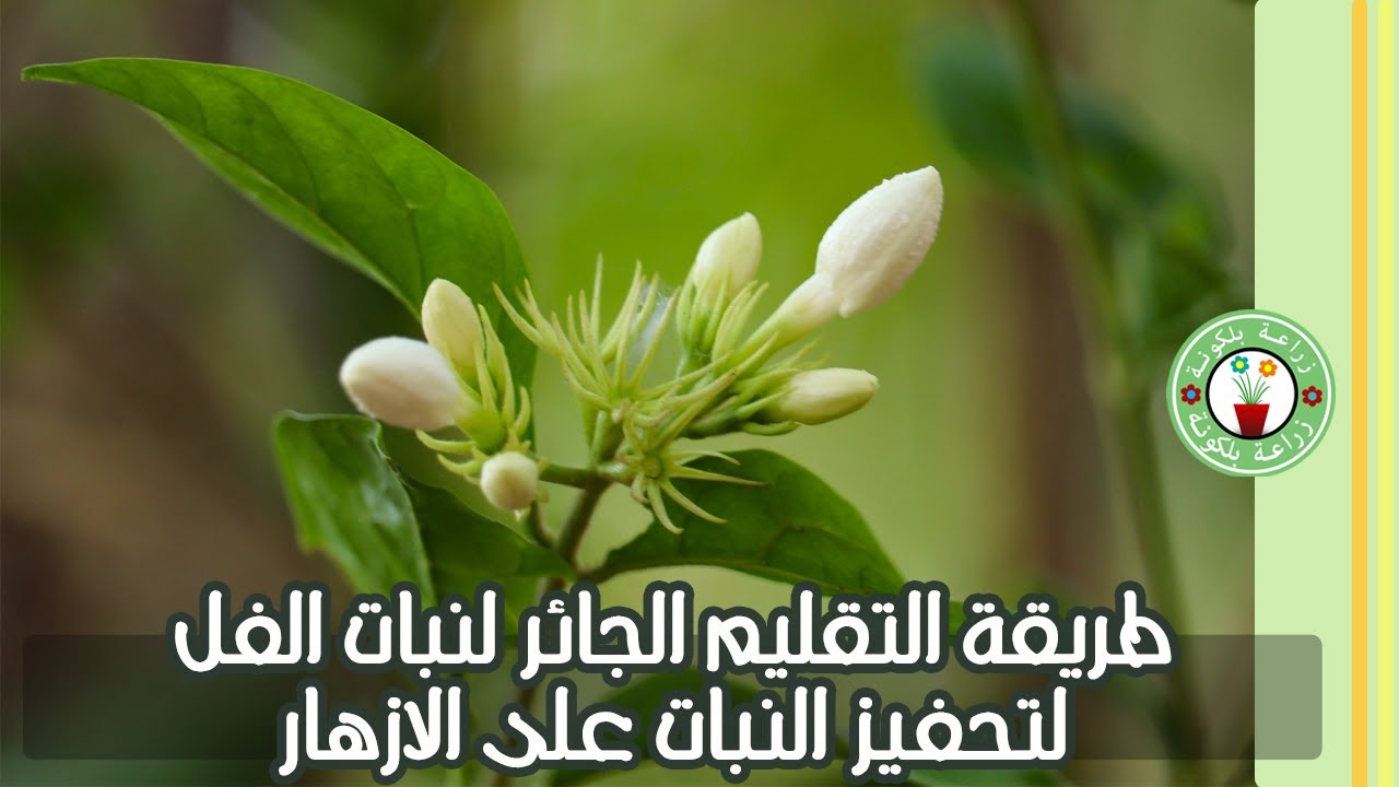 طريقة التقليم الجائر للفل في فصل الشتاء لتحفيزه على الازهار في الموسم الجديد