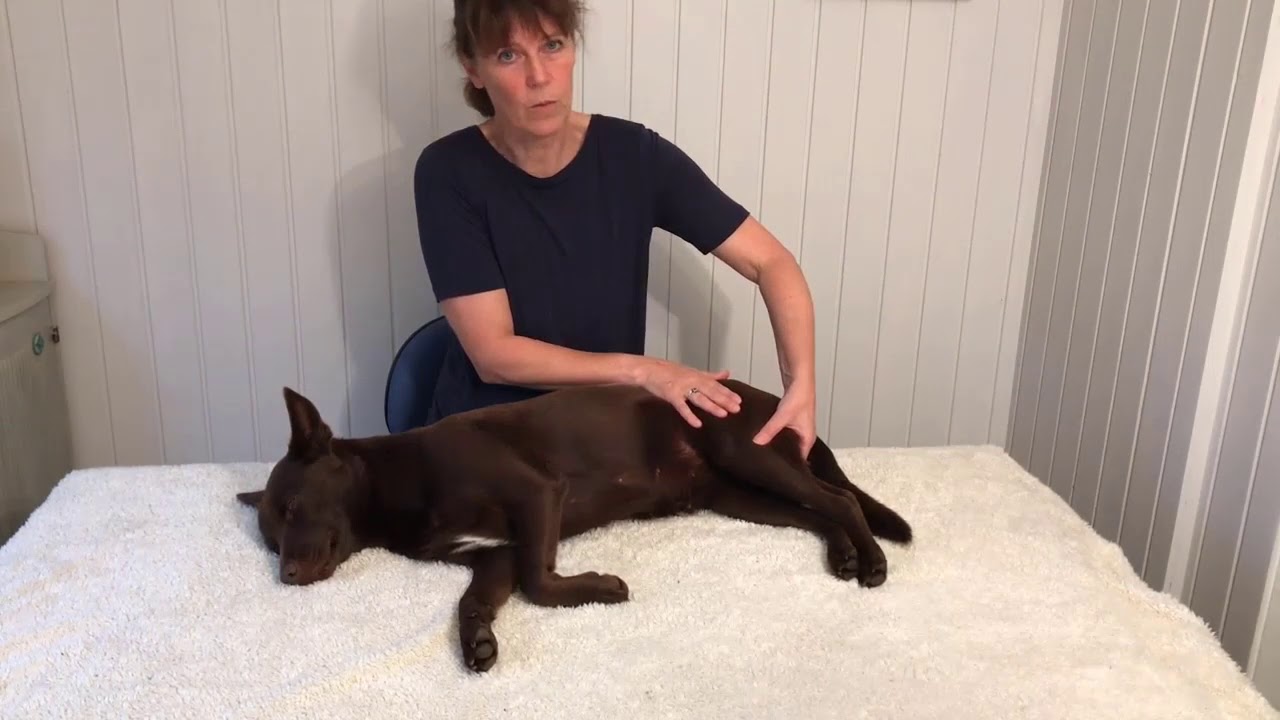 Massera din hund - del 1: Hårt eller mjukt?