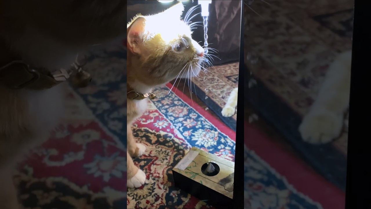 my cats vs cool gravity-defying gadget 😎 