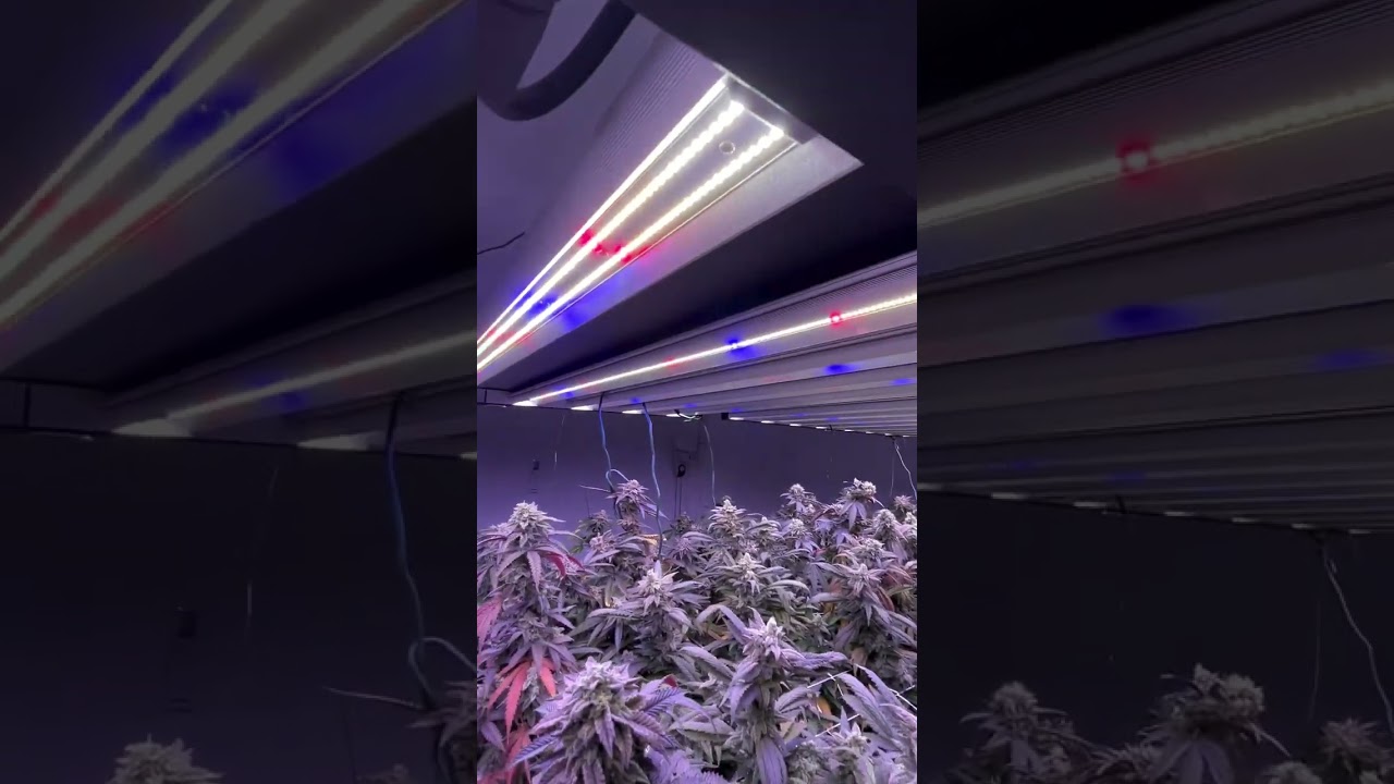 Slim 650S Harvest - @madcannabisgenetics5400 - Fall fade