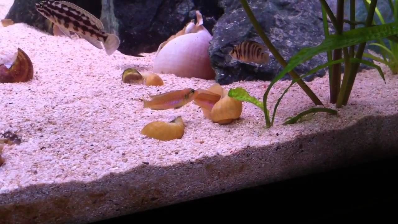 Lamprologus ocellatus gold Spawning (F0/F1)