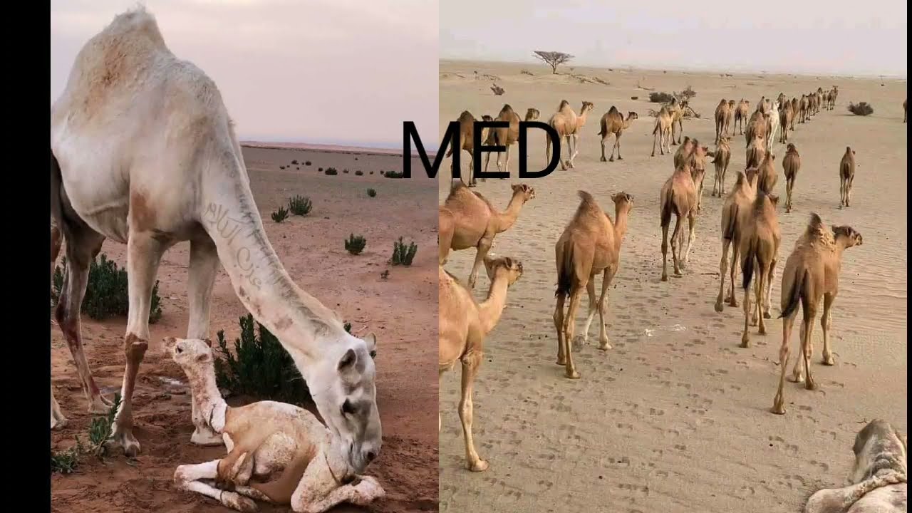 هول الزين سدوم شريط réveil