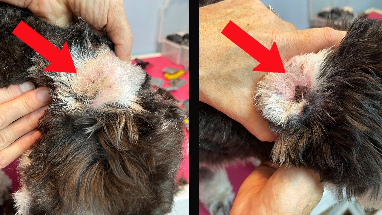Plucking Dogs Ears (How To From A Professional Groomer!)
