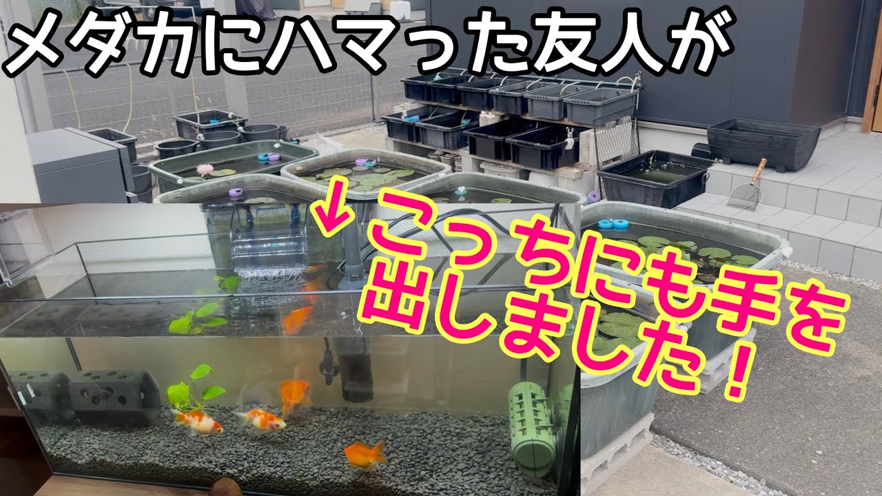 メダカをあげて沼った友人が今度は○○に手を出してしまいました・・アクアリウム　金魚　メダカ　睡蓮　ビオトープ　コリドラス