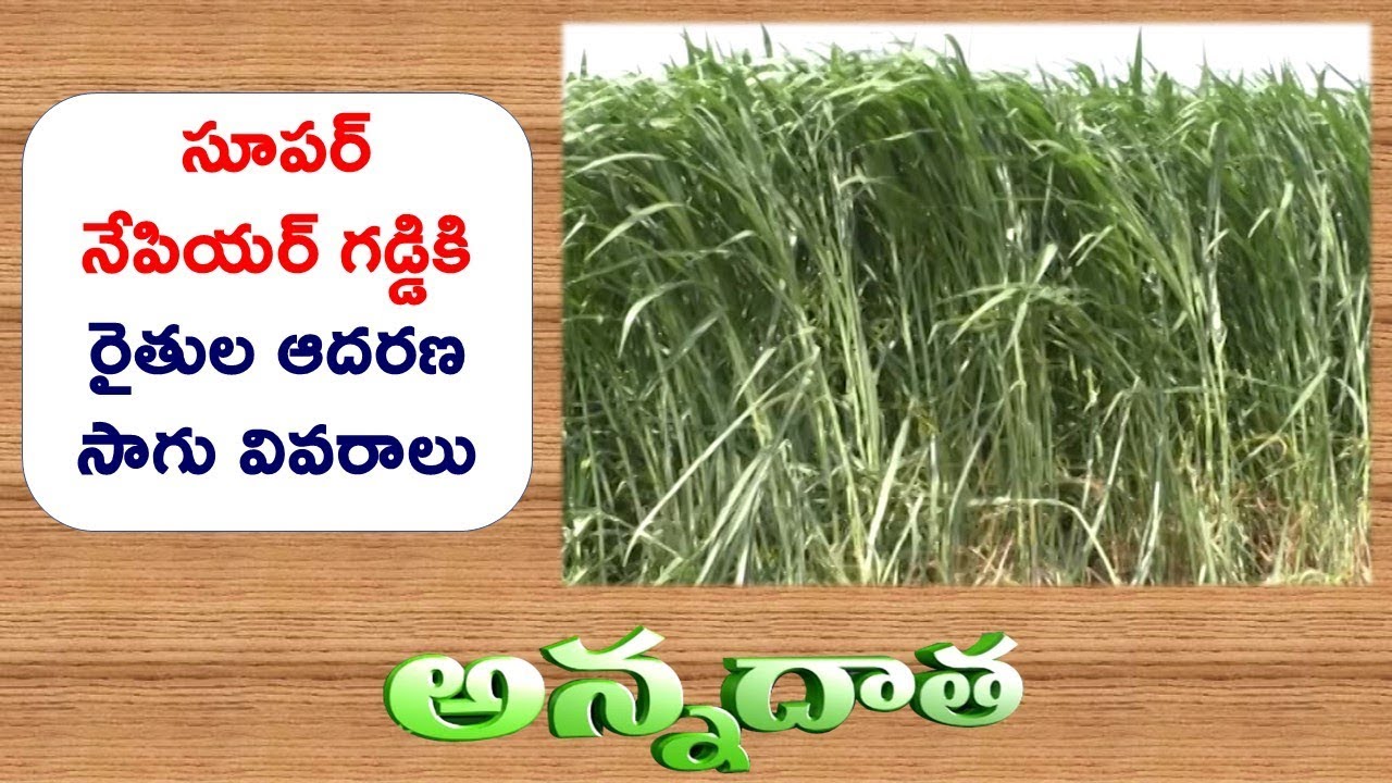 High Yeilds with Super Napier Grass in Telangana || ETV Annadata