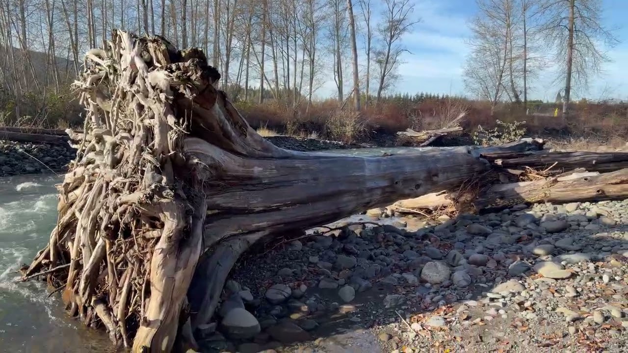 A Short Quiet Dungeness Trails & Dungeness River Walk
