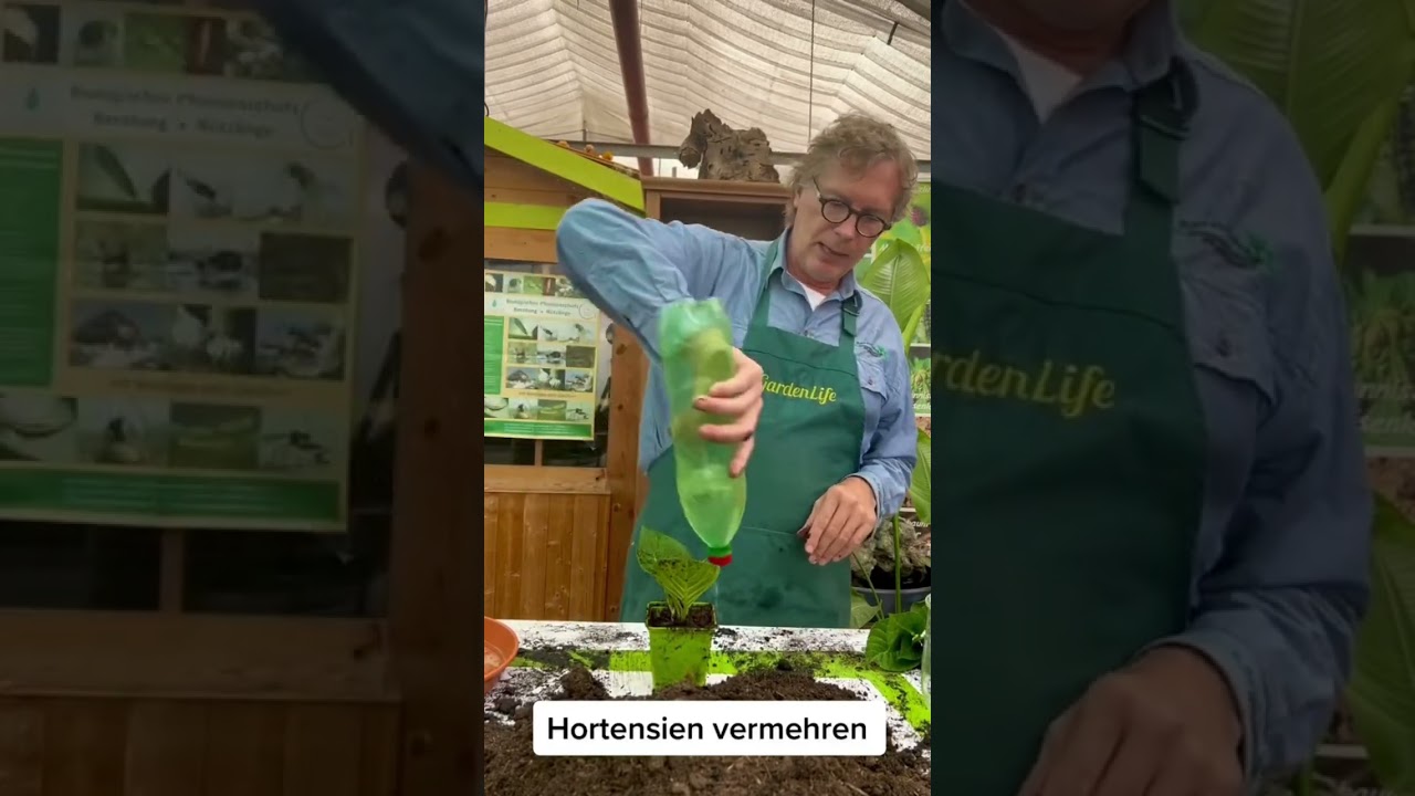 Hortensien vermehren durch Stecklinge