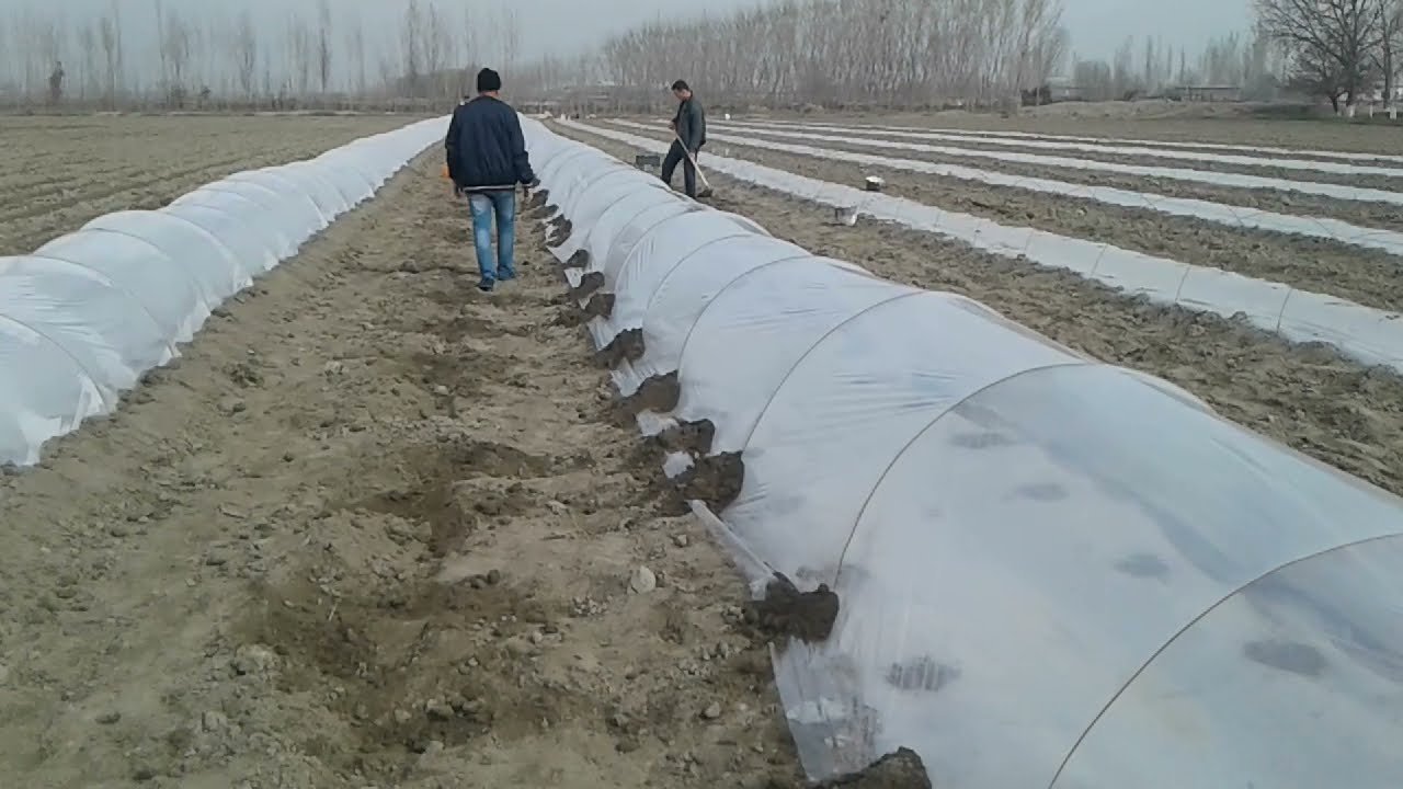 Tarvuz ekishni boshladik (karkazli)