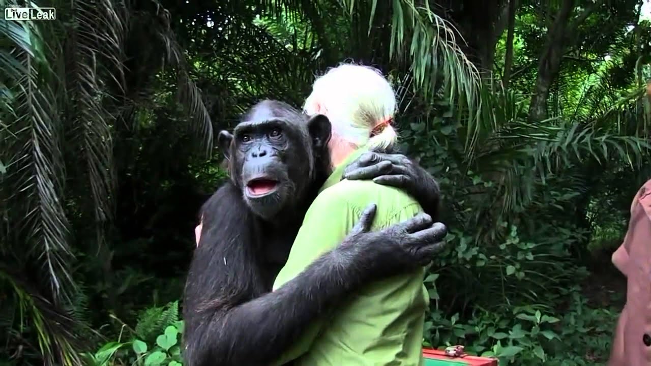L' abbraccio commovente dello scimpanzé (bonobo) Wounda a Jane Goodall