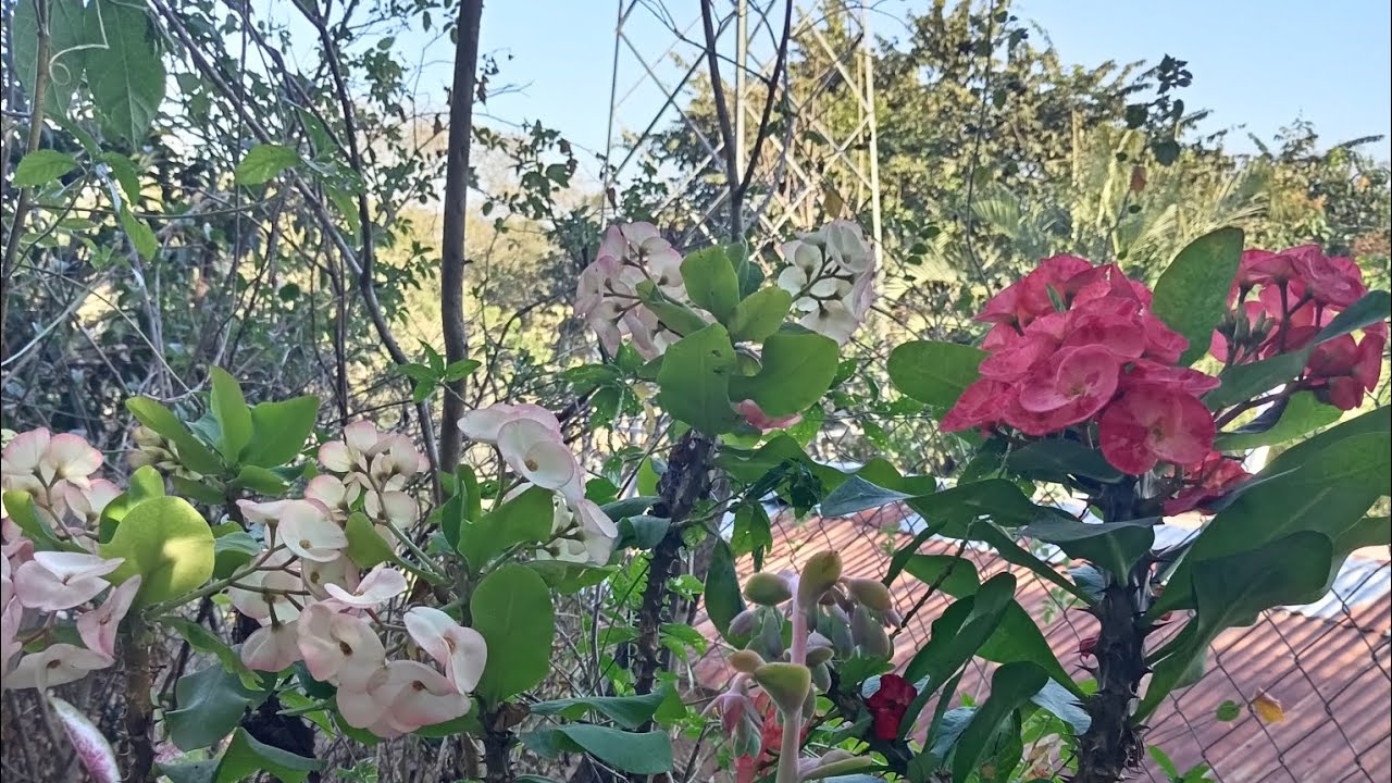 ASÍ FUE FEBRERO EN FLORACIÓN EN MI JARDÍN 