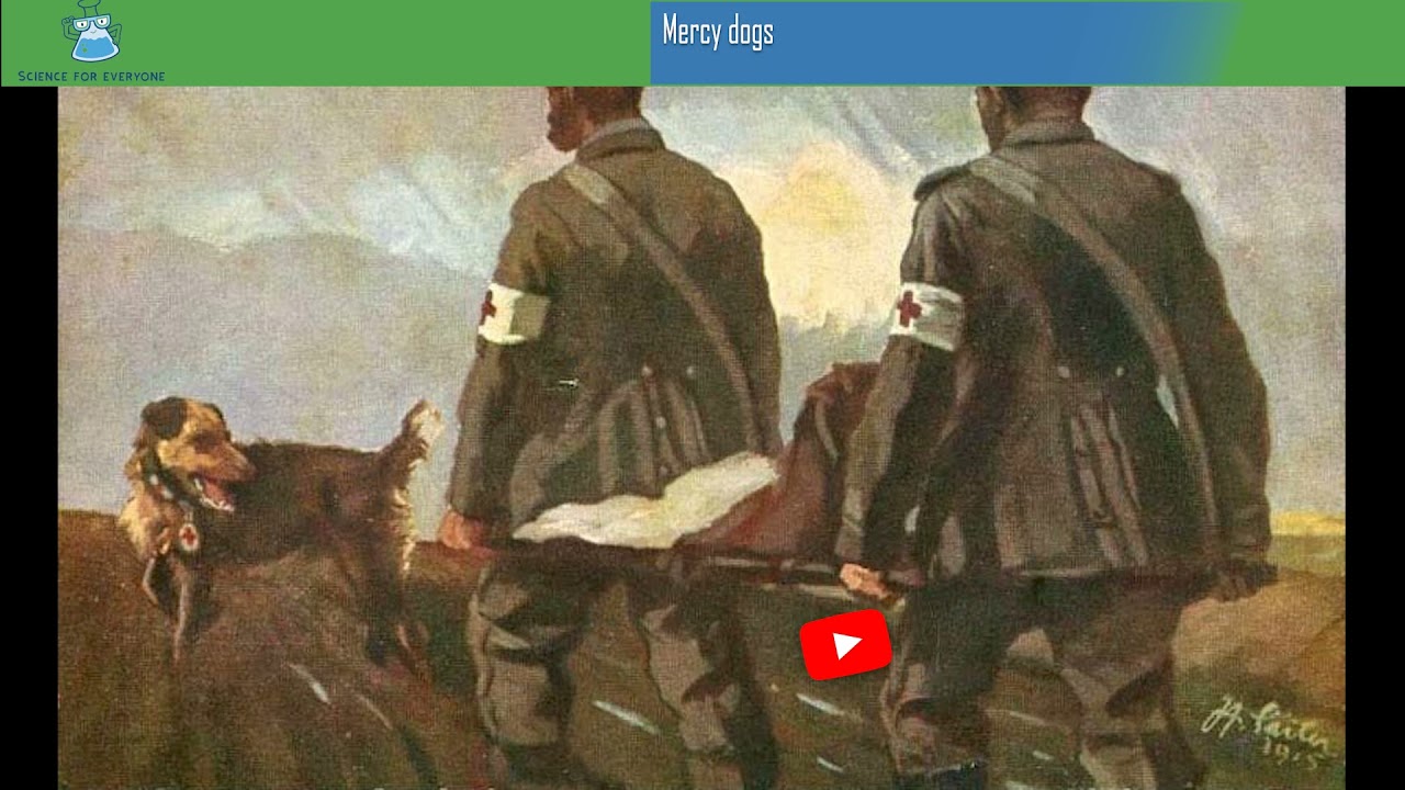 Mercy dogs