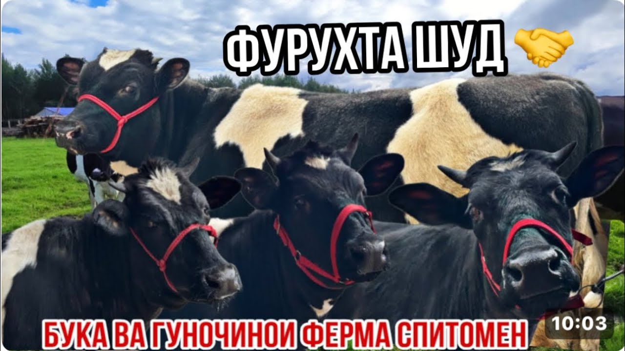 Молҳои Қобилчон Спитомен гуночино бука молҳои бо сифат 14 марта 2026 г.