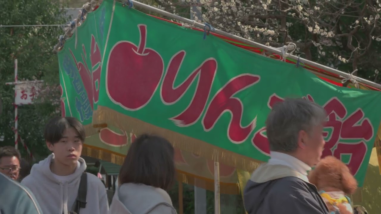 【4K】亀戸天神社　梅まつり2026／早春の風景Vlog