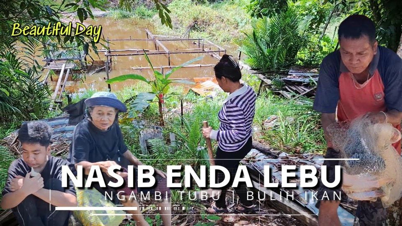 Enda Lebu Nemuai Bulih Tubu Manis Indai Wan | Nasib Aya Bidik Nyala Bulih Ikan Bisi Gaga Ke Kasam
