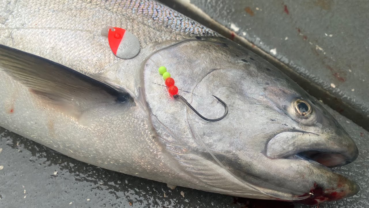 Catch Columbia River Spring Chinook with Spinner Blades and Herring