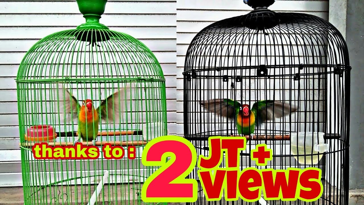 masteran lovebird sang juara