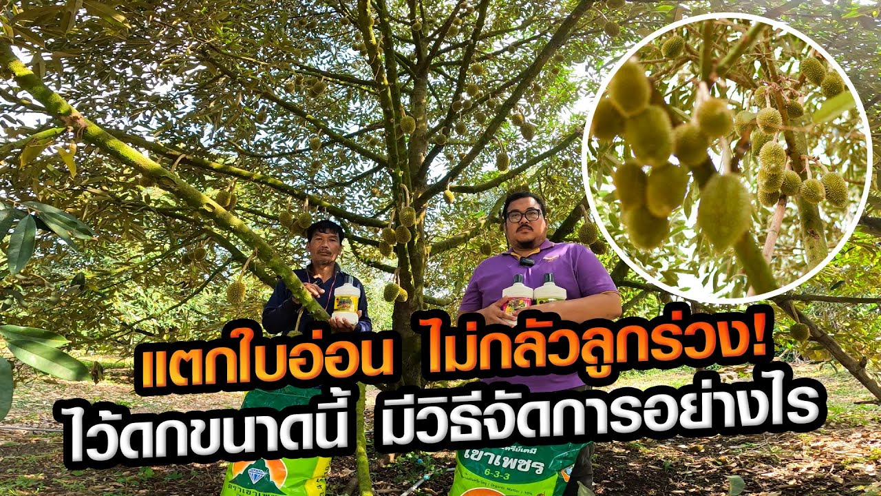 ดกทุกต้น! ไม่กลัวแตกใบอ่อน  มีวิธีการจัดการอย่างไร?
