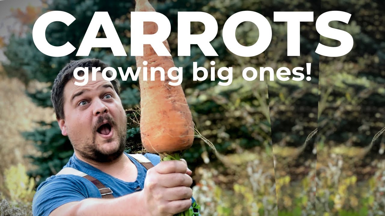 Growing BIG CARROTS! Full instructions!