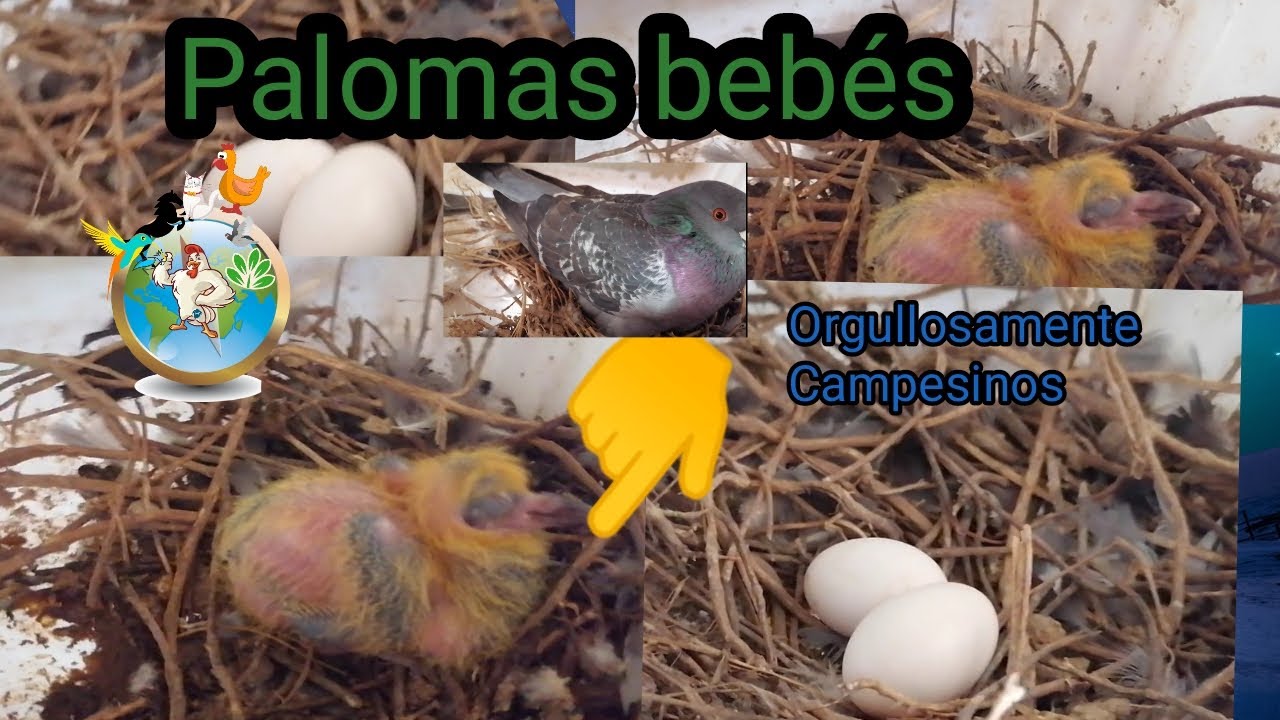 paloma bebes (columba Libia)| episodio final 2020_31 de diciembre