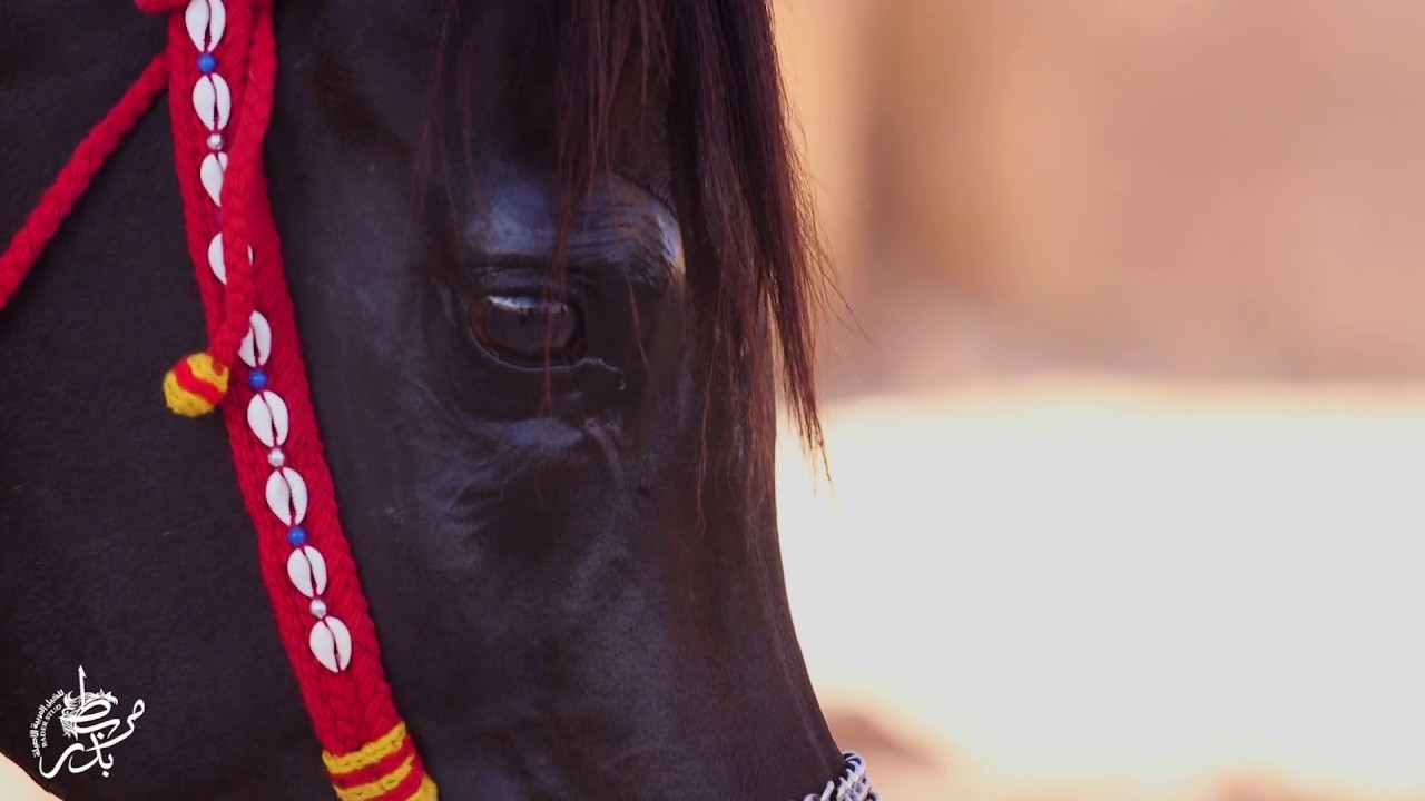 شيلة شهريار بدر 2019