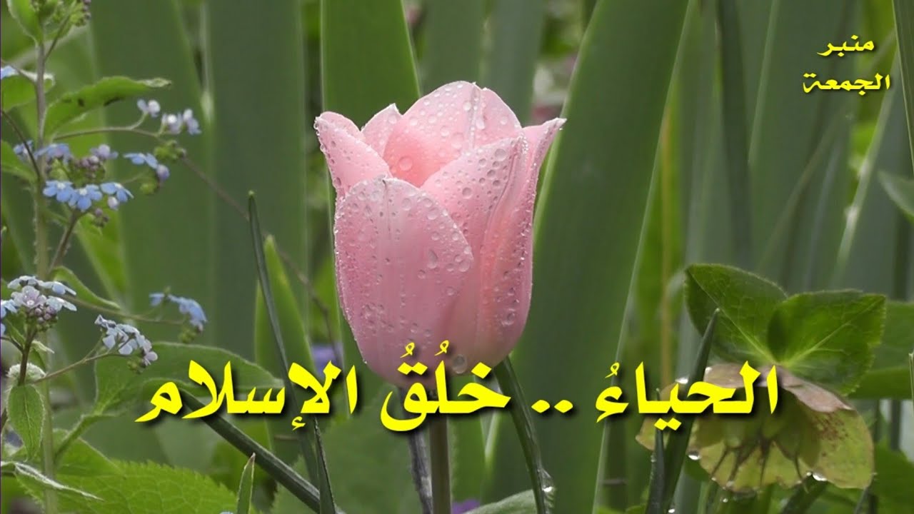 الحياءُ.. خلقُ الإسلام .. خطبة مؤثرة وماتعة.. منبر الجمعة..