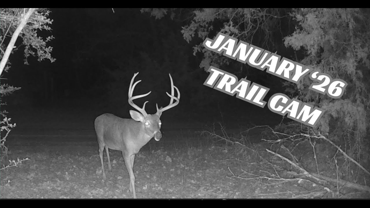 January Trail Camera highlights  - A Video from your Favorite High-Tech Redneck