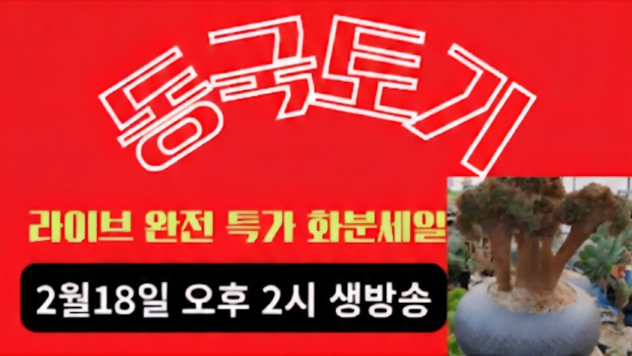 ​🔥동국토기🇰🇷 역대급 세일 지금 안들어오면 무조건 손해🌵