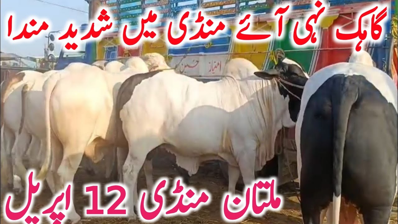Today Multan Cow Mandi Video | Qurbani 2026 Brahman Cholistani Bachre || Global Village Farming 