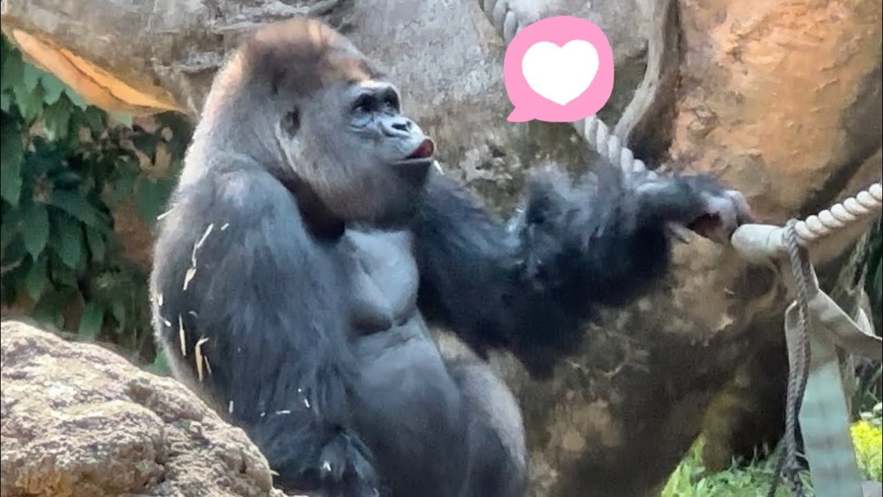 🥰いつまでも妻に恋する♂ゴリラSilverback Haoko forever in love with his wife🥹🩵